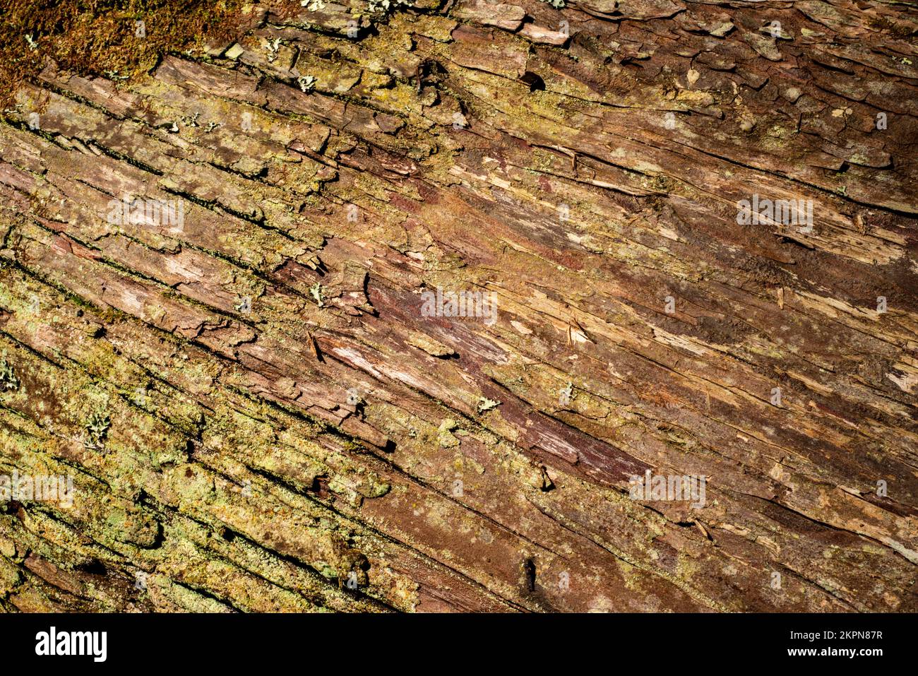 Corteccia di un albero con struttura e dettagli Foto Stock