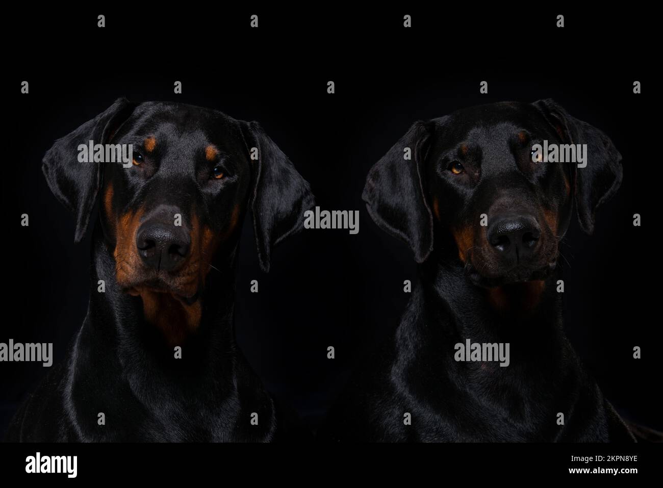 Cani Doberman su sfondo nero Foto Stock