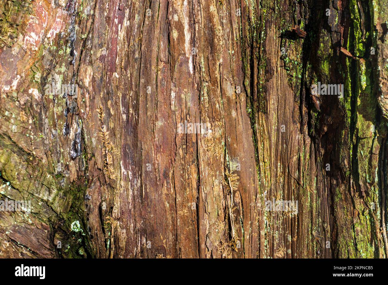 Corteccia di un albero con struttura e dettagli Foto Stock