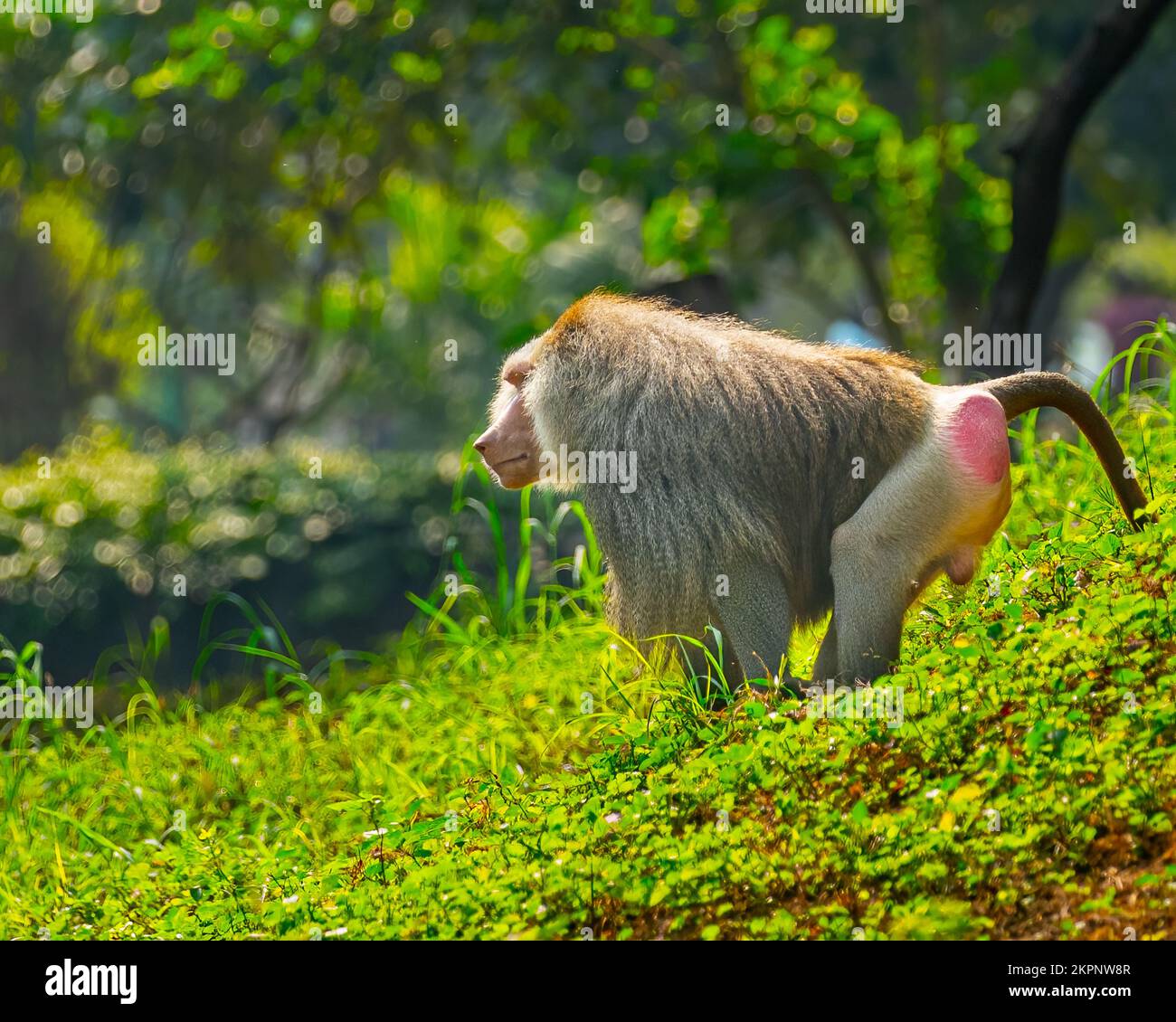 Un Baboon con pelliccia riccia in terra Foto Stock