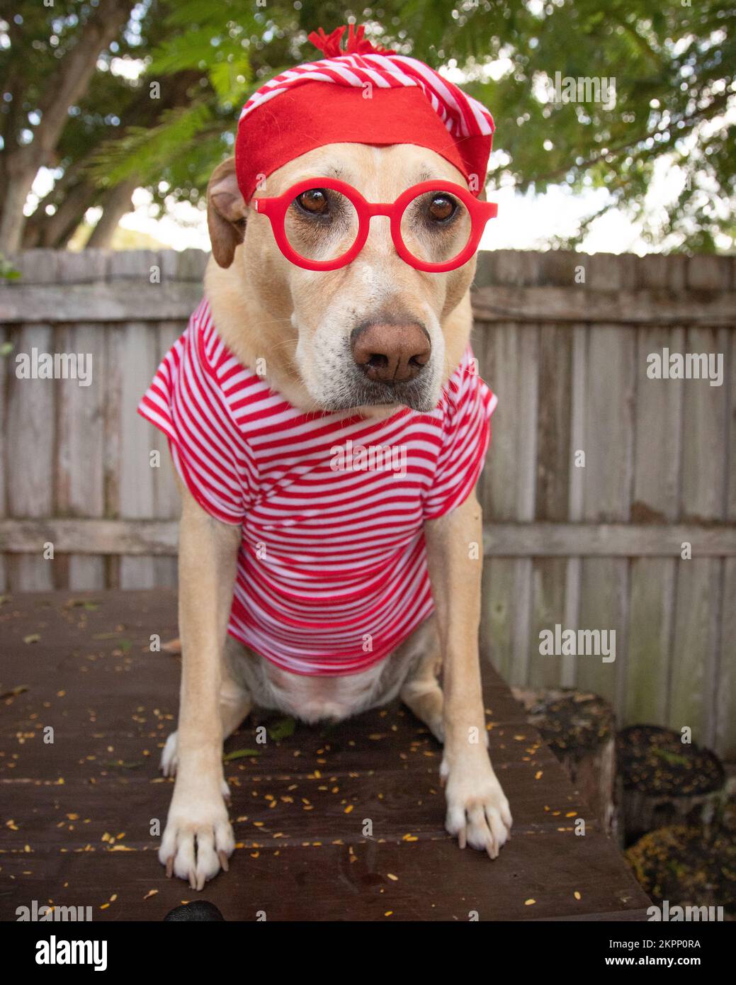 Primo piano di un cane labrador Retriever mix seduto in un giardino con abbigliamento per animali domestici e occhiali rossi Foto Stock