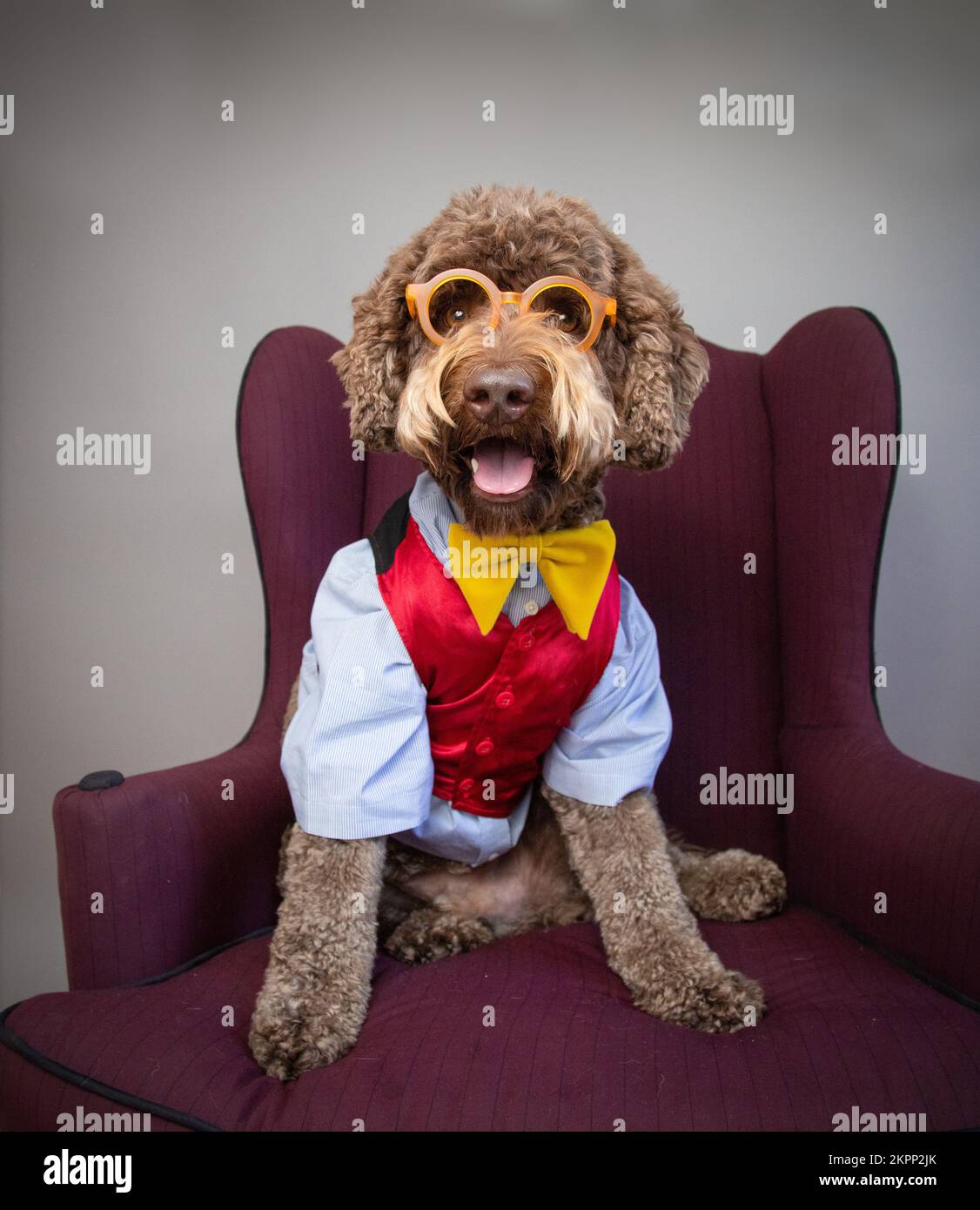 Aussiedoodle seduto su una sedia vestita con una camicia, cravatta ad arco e occhiali Foto Stock