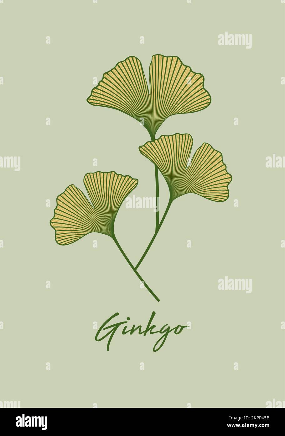 Set Ginkgo biloba foglia isolato su sfondo verde. Foglie disegnate a mano. Disegno di logo disegno vettoriale botanica illustrazione Illustrazione Vettoriale