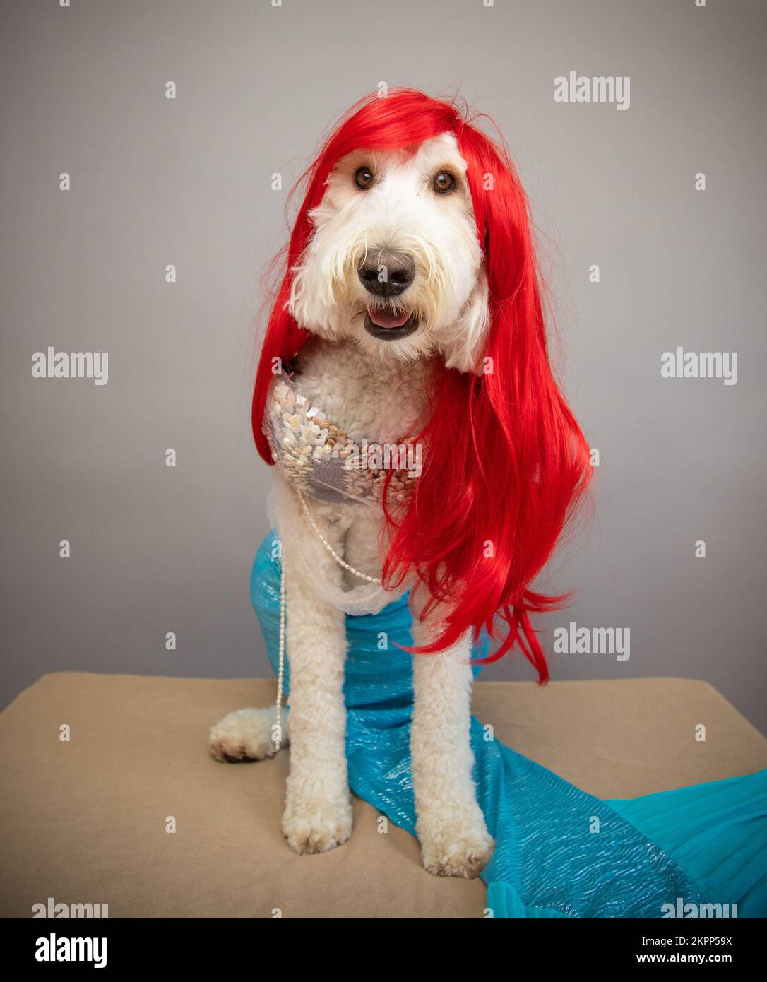 Ritratto di un doodle dorato vestito da sirena con lunghi capelli rossi Foto Stock