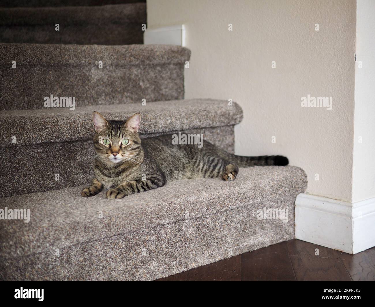 Morphy il tabby Foto Stock