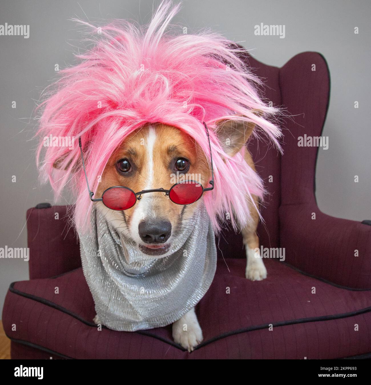 Pembroke Welsh Corgi vestito da rockstar con una parrucca rosa e bicchieri Foto Stock