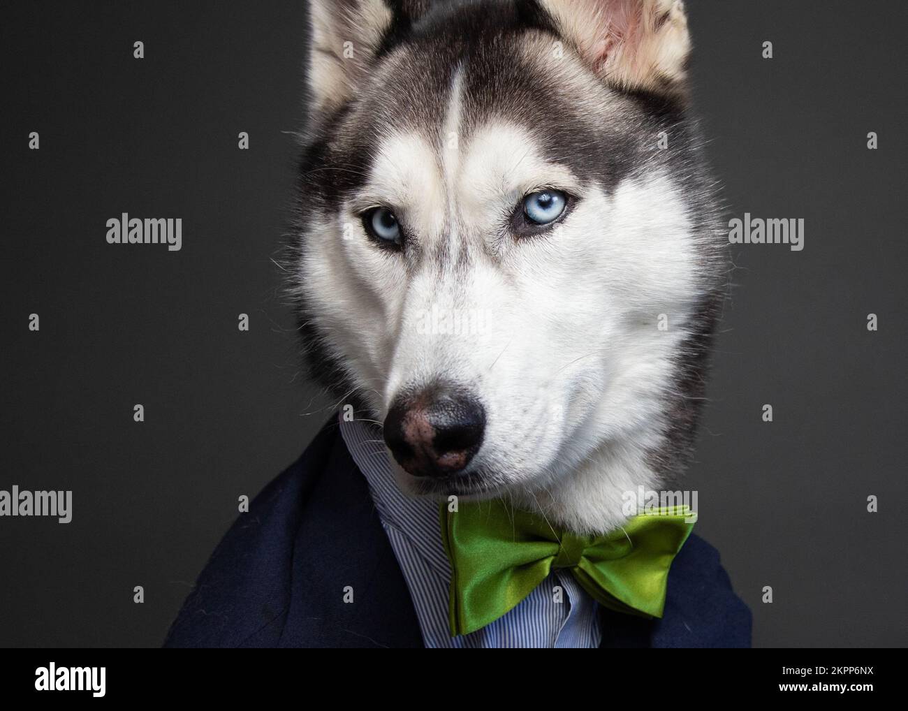 Primo piano di un Husky vestito con cravatta ad arco Foto Stock