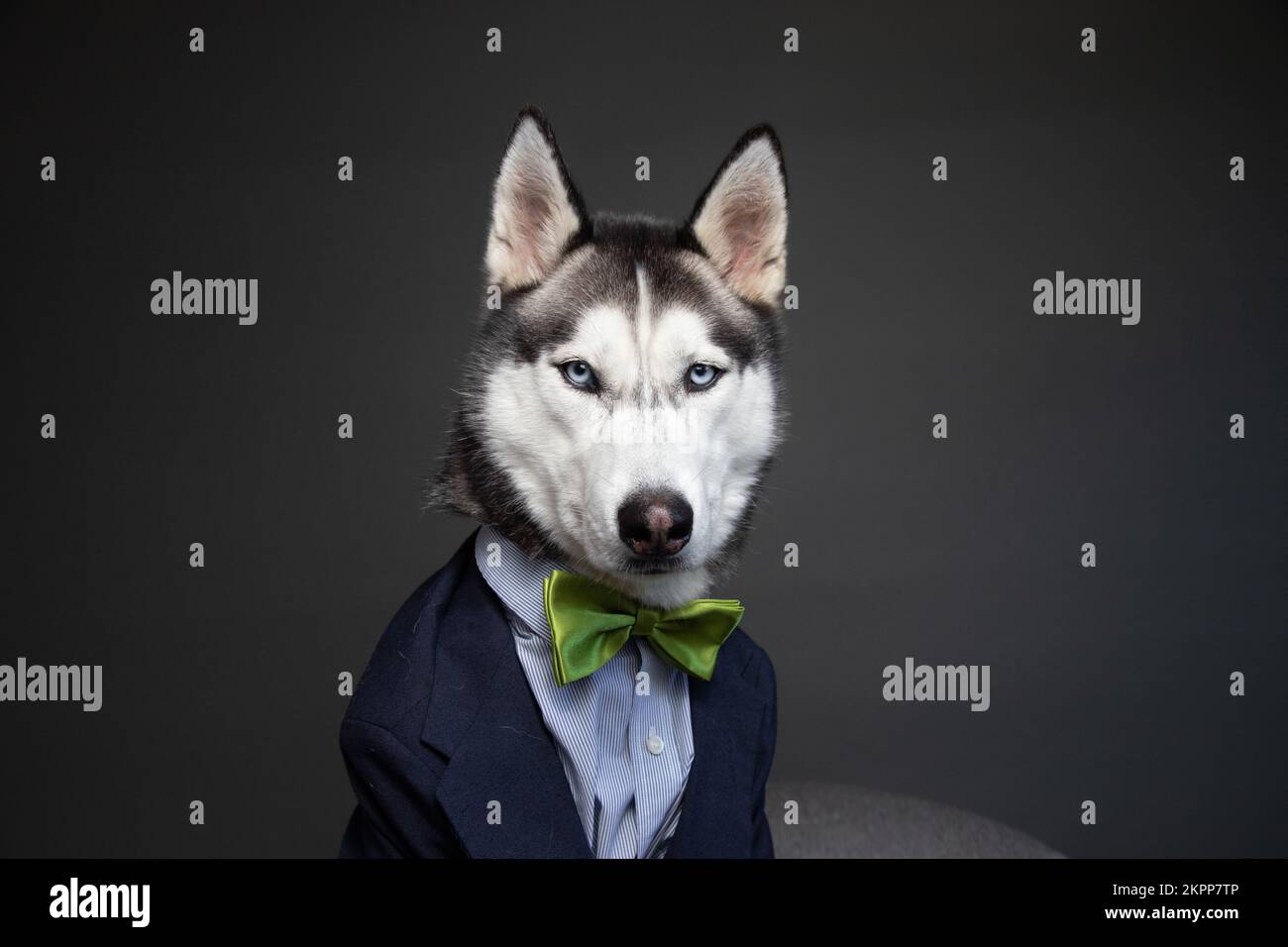 Primo piano di un Husky vestito con cravatta ad arco Foto Stock