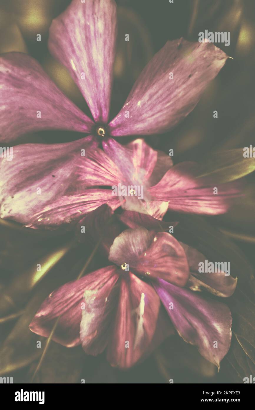 Classico astratto in fantasia floreale con foglie trasparenti e boccioli in fedeltà a flusso libero Foto Stock