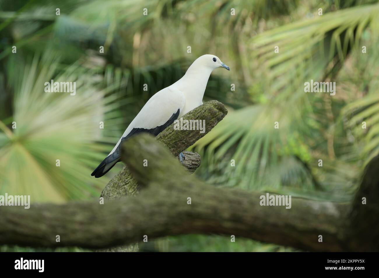 piccione uccelli in natura nel pomeriggio Foto Stock