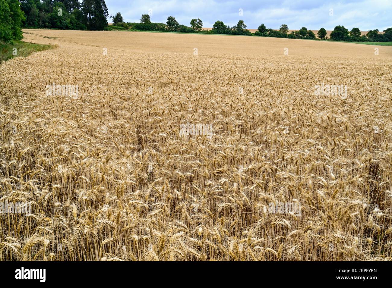 Cotswolds Inghilterra campo estivo di Barley Foto Stock