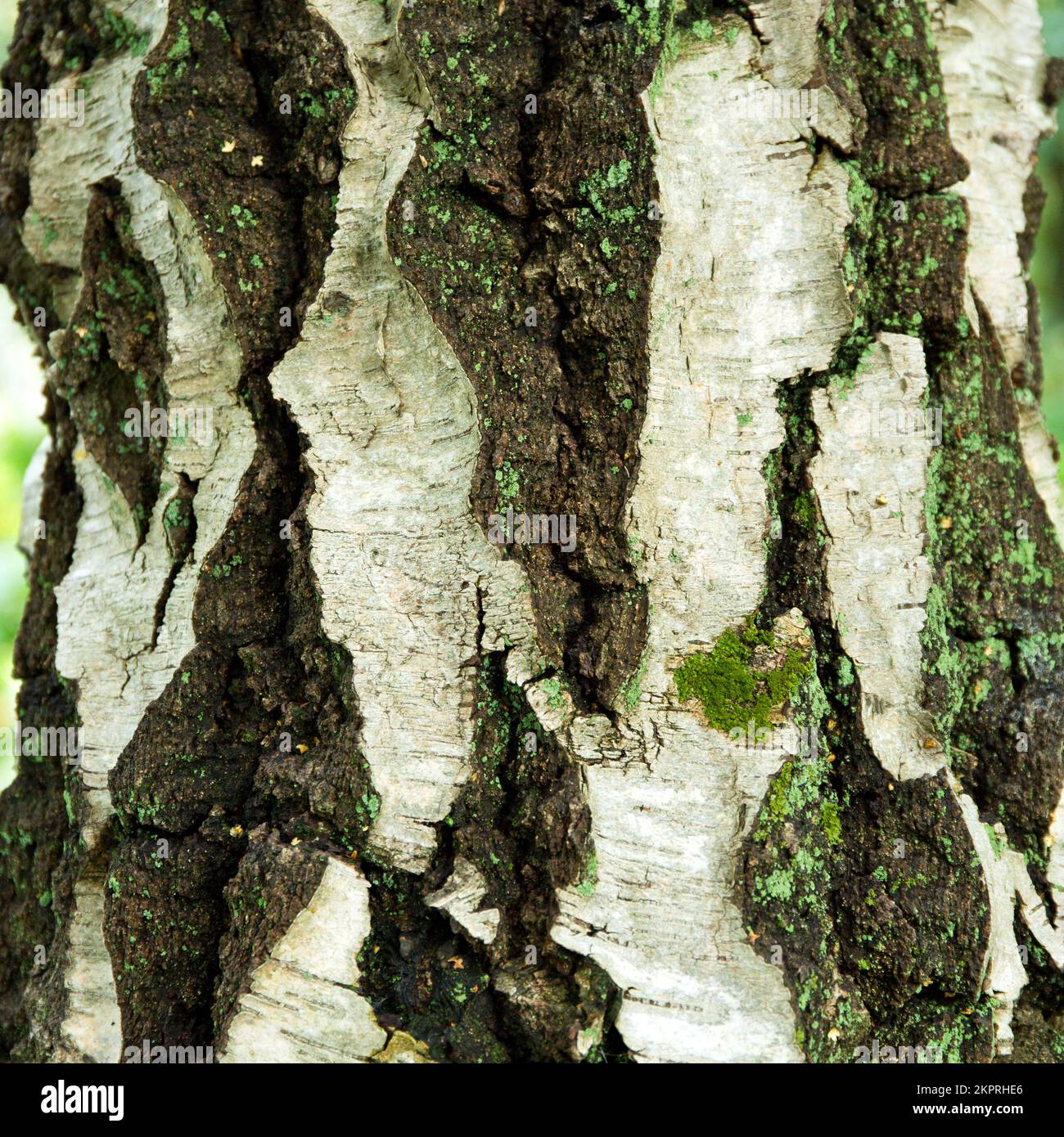 Bellissimi modelli di betulla e texture sul tronco antico bosco di querce un ex tenuta di caccia reale medievale forest Foto Stock