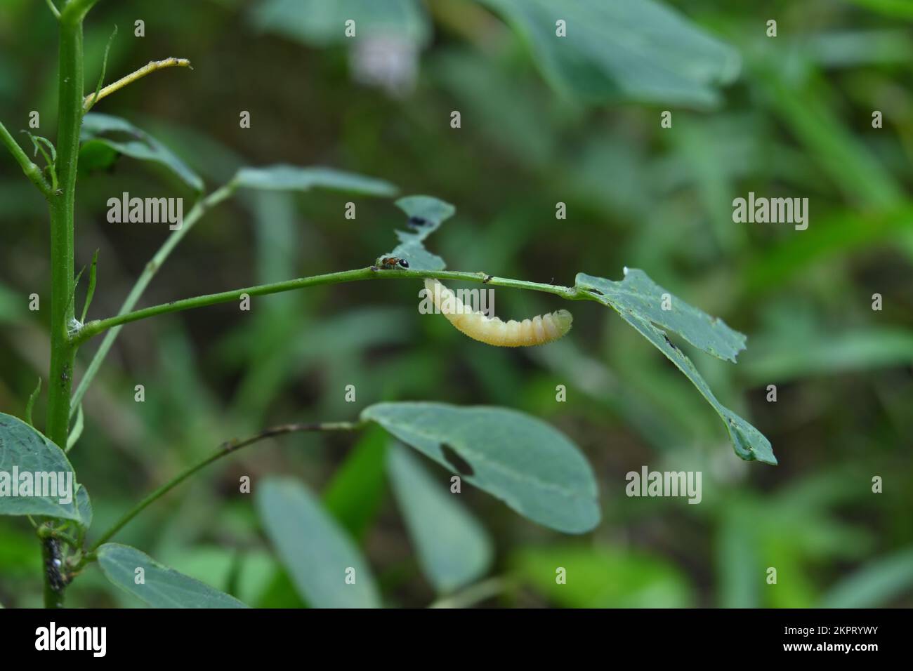 Una formica rossa sta camminando sullo stelo di un volantino Cassia Tora lontano dal corpo del bruco morto appeso sotto la foglia Foto Stock