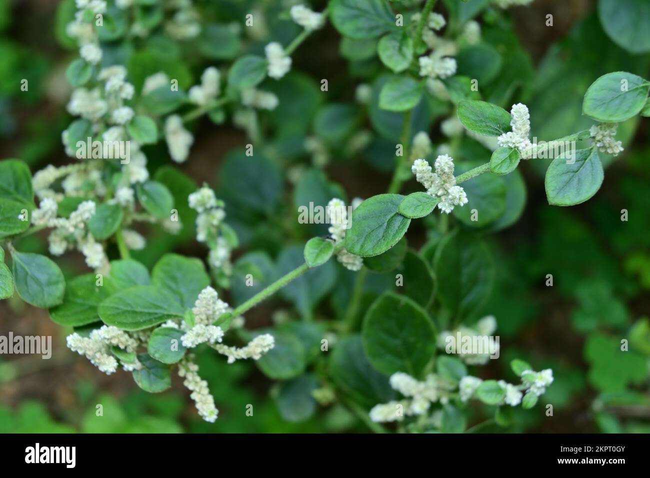 Vista ad angolo alto di pochi piccoli grappoli di fiori che fioriscono nelle ascelle fogliari dell'erba di un nodo di montagna conosciuta anche come Polpala (Aerva Lanata) Foto Stock