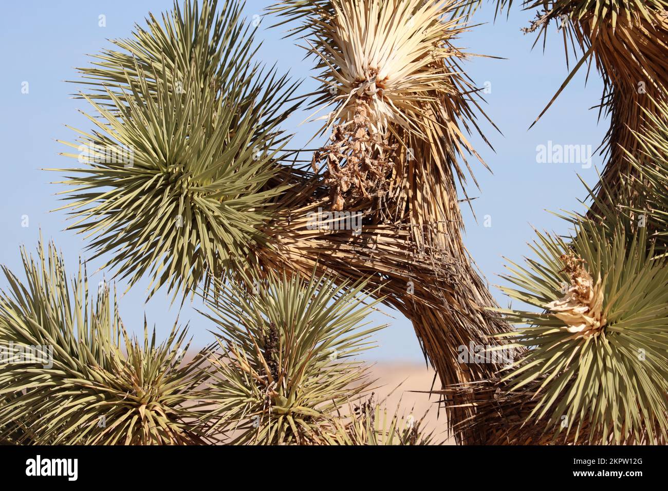 Yucca brevifolia di queste dimensioni, qui nelle montagne di El Paso, nel deserto del Mojave settentrionale, è speculato da alcuni autori per avere centinaia di anni. Foto Stock