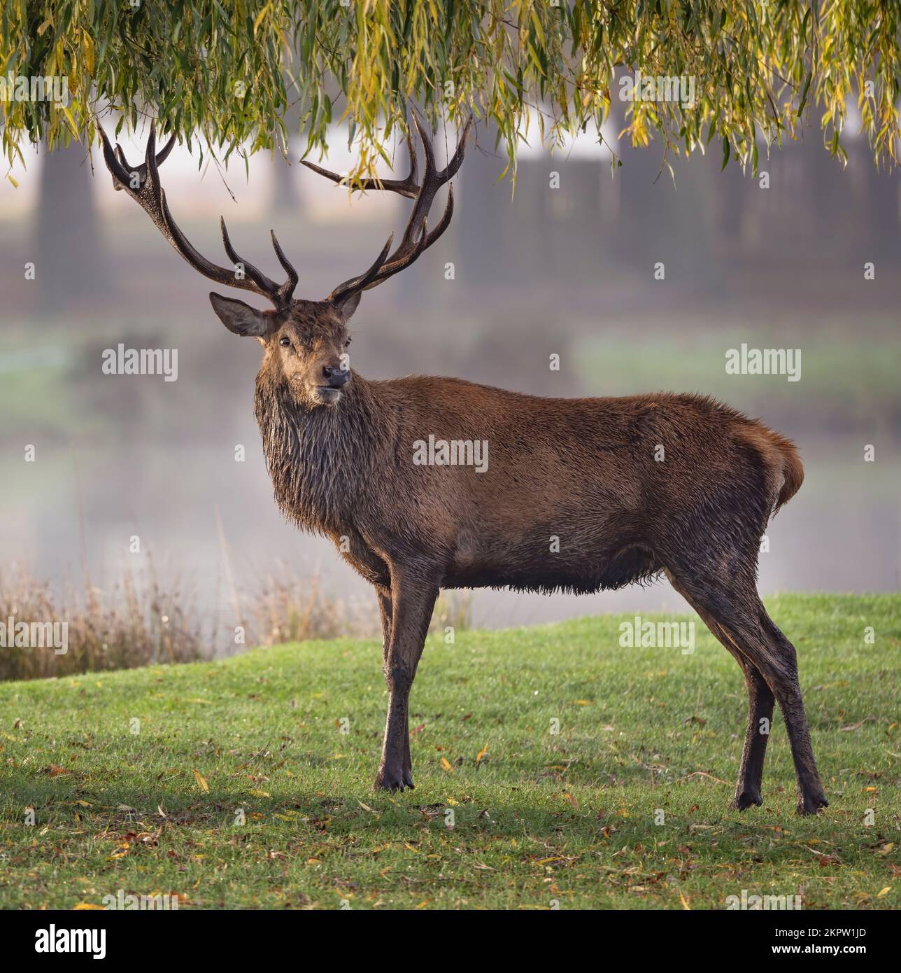 Ritratto di un cervo rosso maschio con grandi corna in piedi sotto un salice Foto Stock