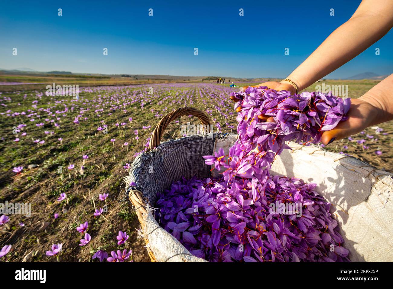 Scena di raccolta dello zafferano Crocus. Donna che cade petali viola in un cesto di vimini, stagione raccolta fiori Crocus sativus, primo piano. Seleziona Foto Stock