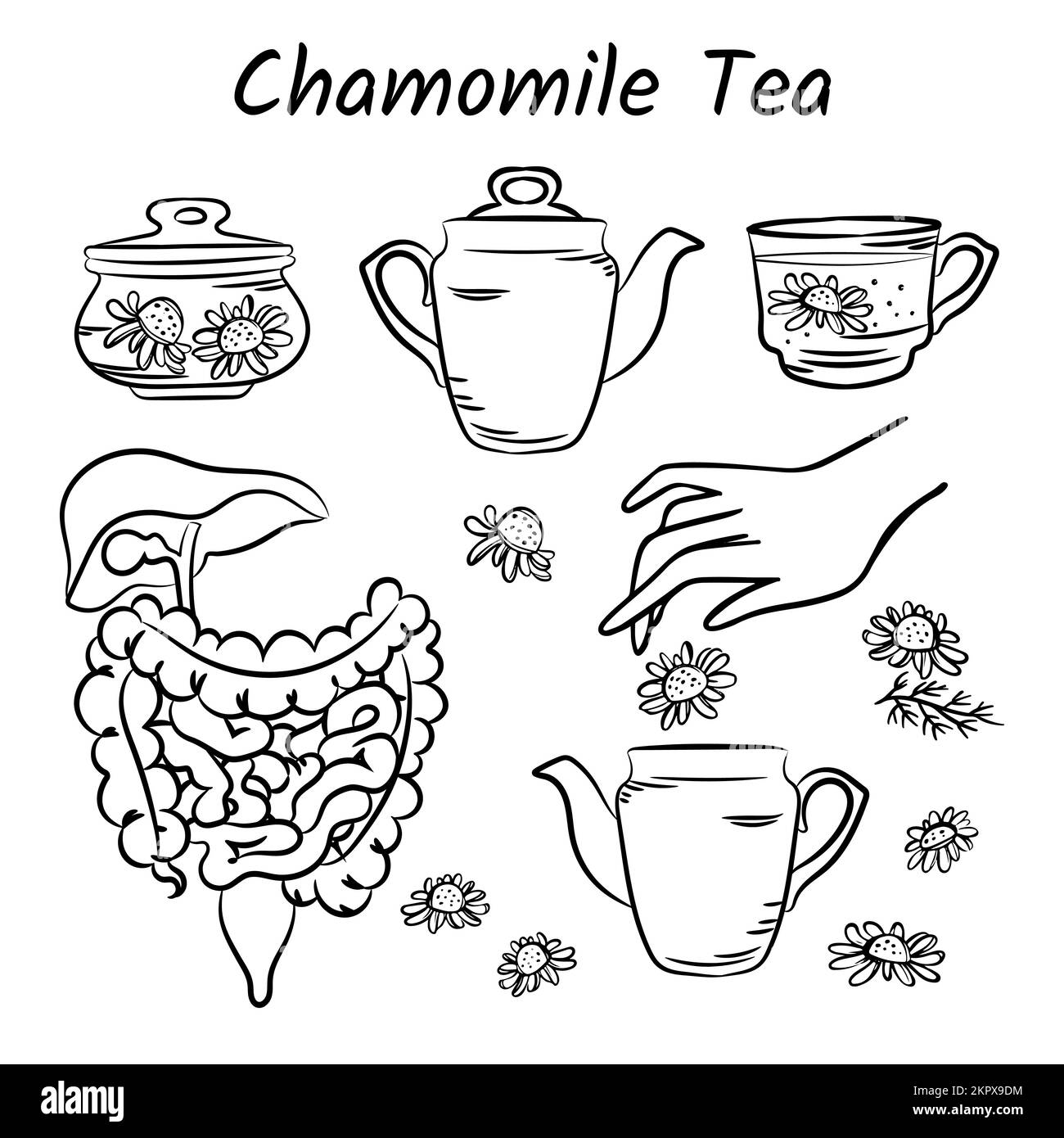 CHAMOMILE TEA Healing decotto di gemme e fiori Salute umana Medicina tradizionale per tratto Gastrointestinale disegnato a mano elemento di design monocromatico Illustrazione Vettoriale