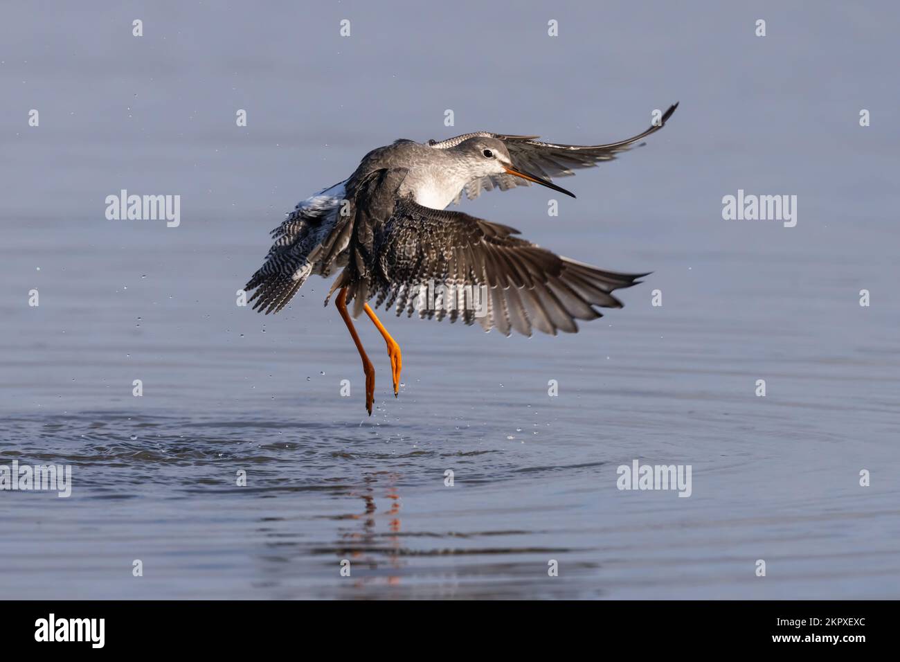Macchiato Redshank ballare sull'acqua Foto Stock