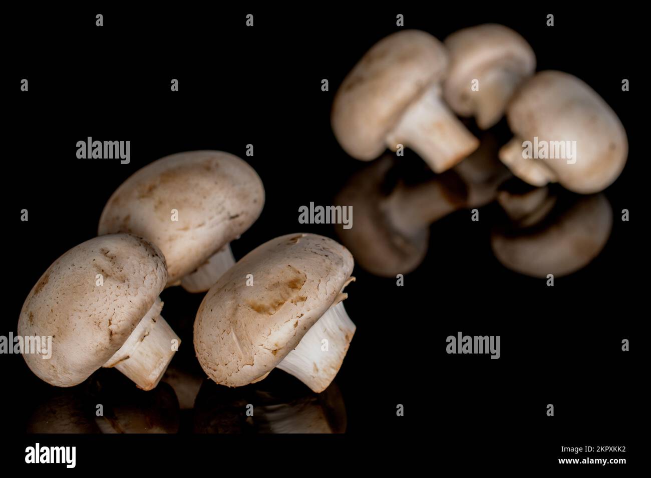 Diversi funghi champignon biologici freschi appetitosi su sfondo nero. Foto Stock