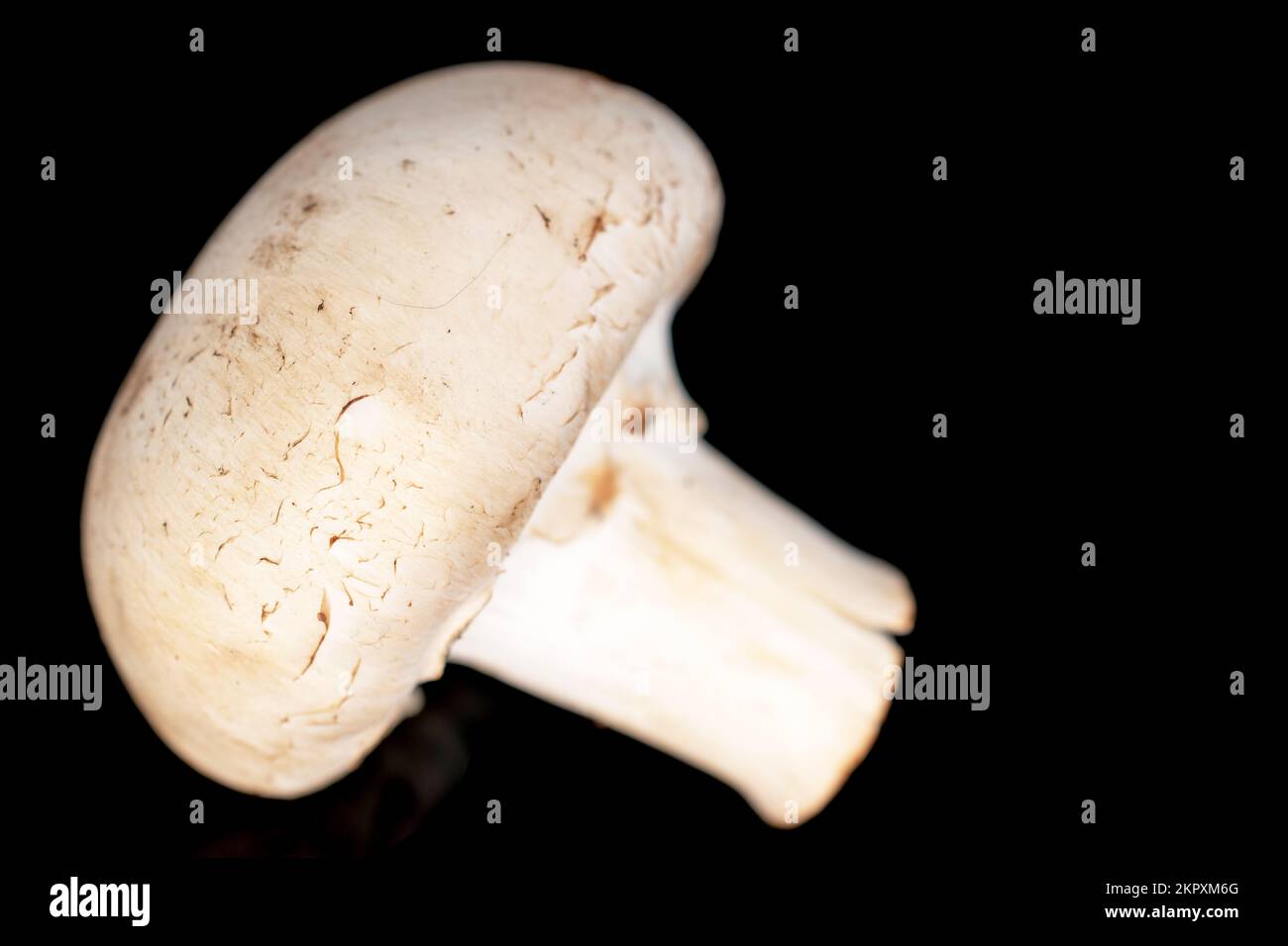 Un fungo di champignon biologico fresco appetitoso, primo piano, su sfondo nero. Foto Stock
