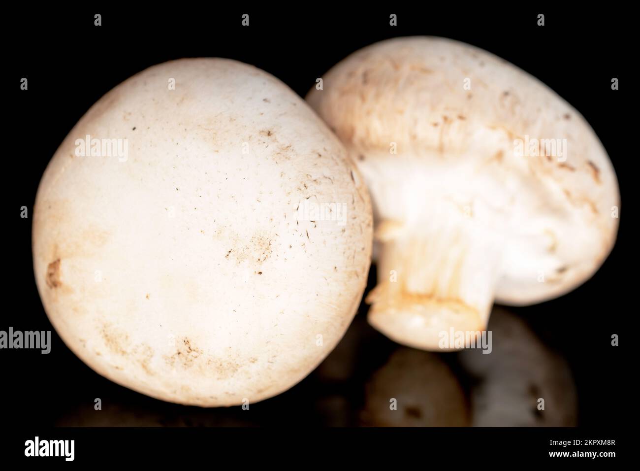 Due funghi champignon biologici freschi appetitosi su fondo nero. Foto Stock