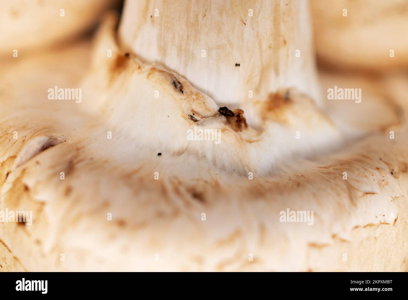 Un fungo fresco e appetitoso biologico champignon, primo piano. Foto Stock