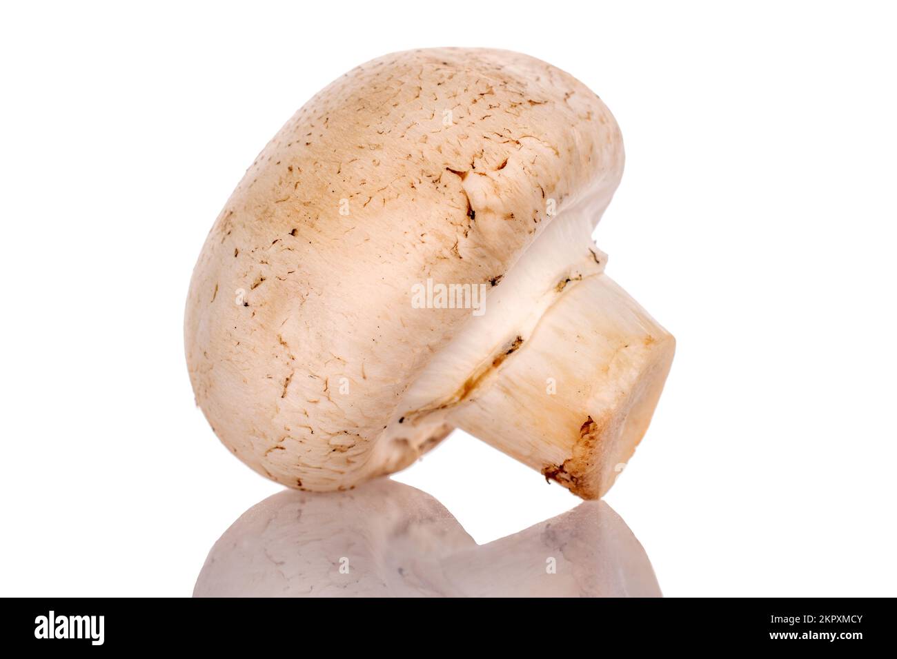 Un appetitoso fungo di champignon fresco biologico, primo piano, su sfondo bianco. Foto Stock