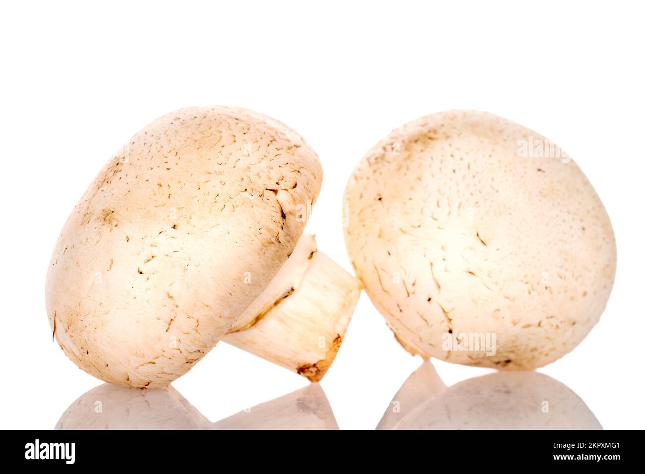 Due funghi champignon biologici freschi appetitosi su fondo bianco. Foto Stock