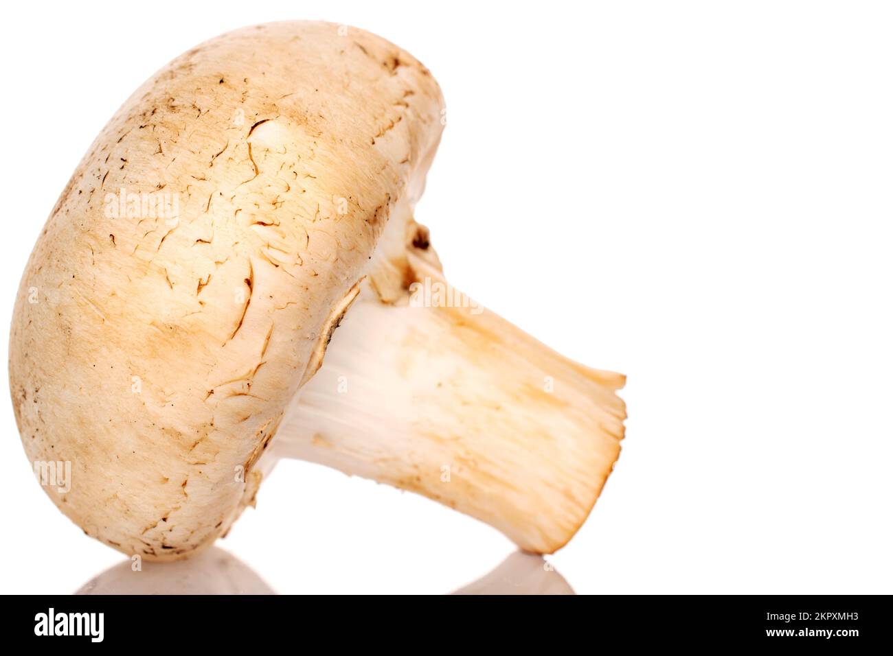 Un appetitoso fungo di champignon fresco biologico, primo piano, su sfondo bianco. Foto Stock
