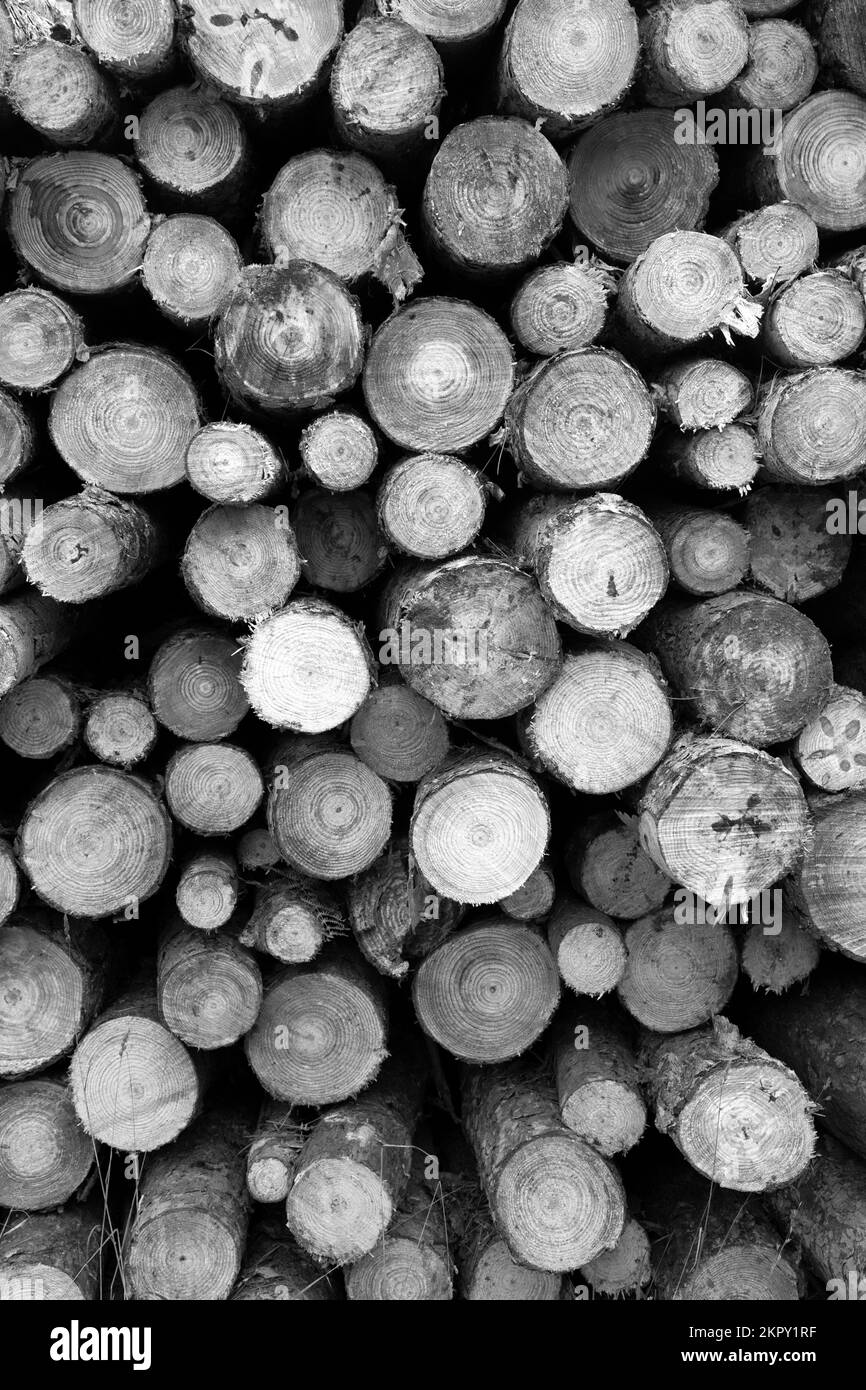 Immagine monocromatica dello stack di log nella foresta di Blean, Kent, Inghilterra Foto Stock