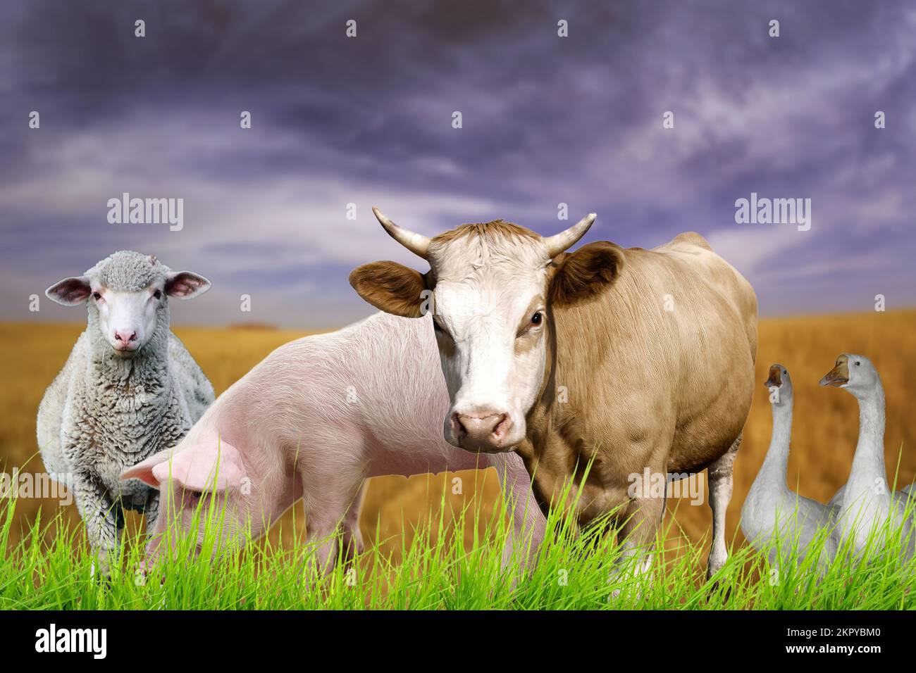 Animali da fattoria Foto Stock