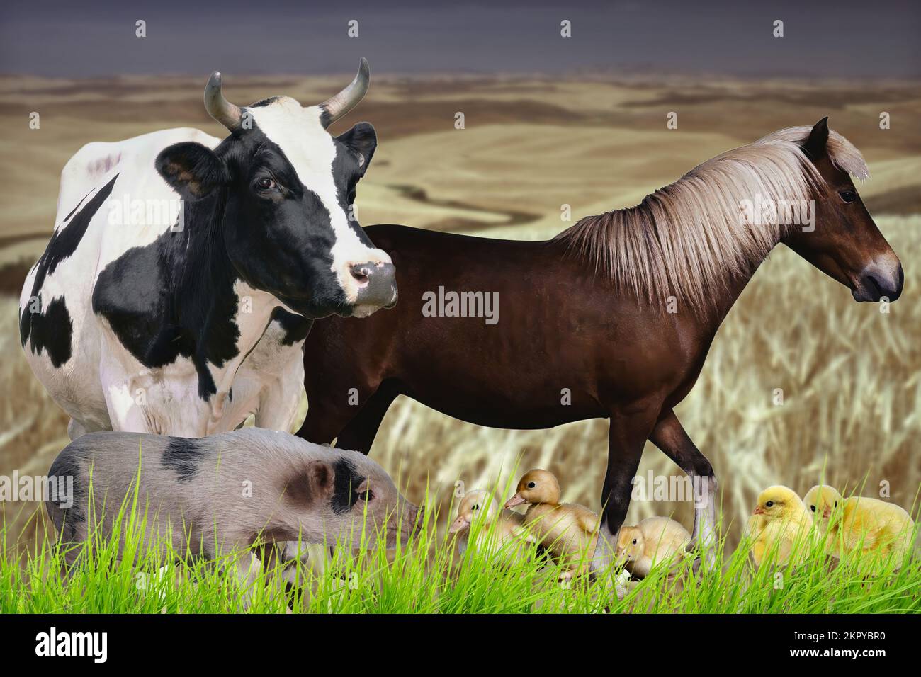 Animali da fattoria Foto Stock