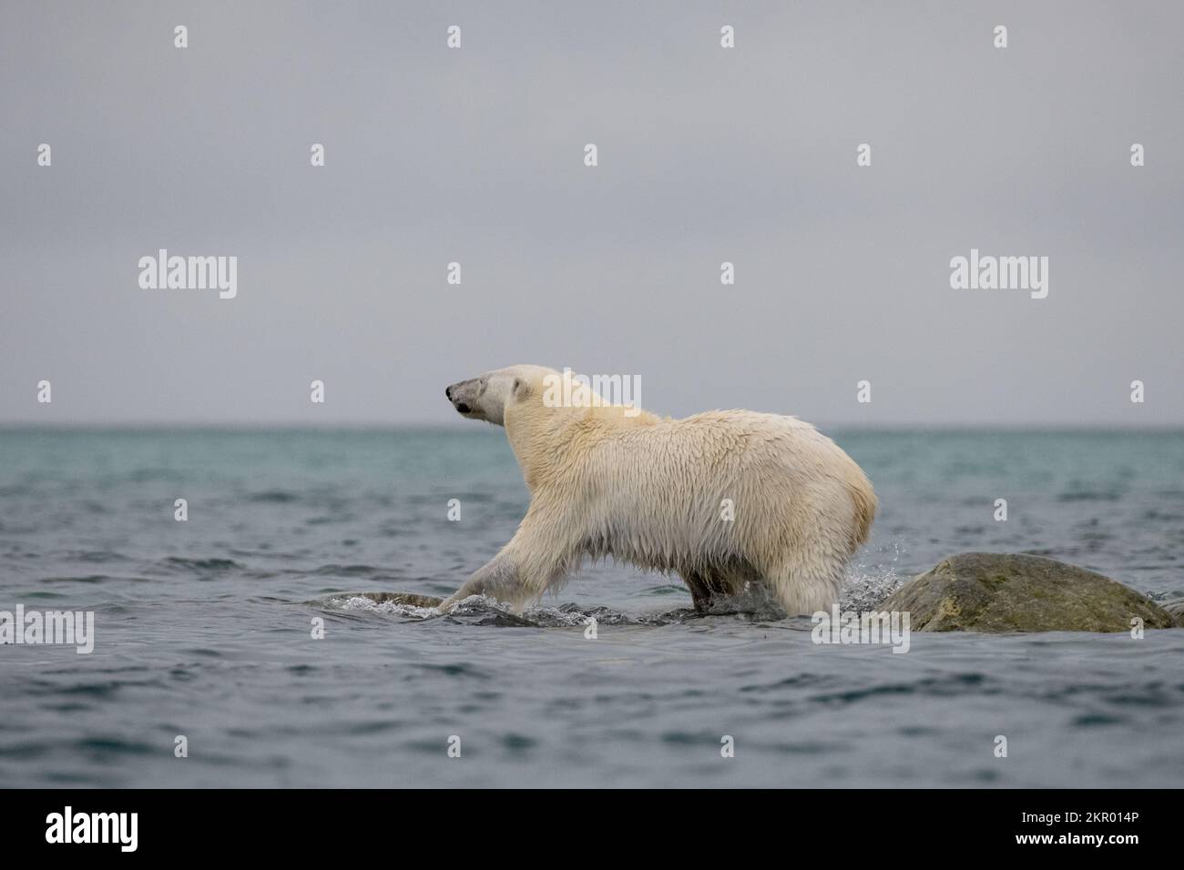 Primo piano di un orso polare che cammina nell'oceano, Smeerenburg, Svalbard, Regno di Norvegia Foto Stock