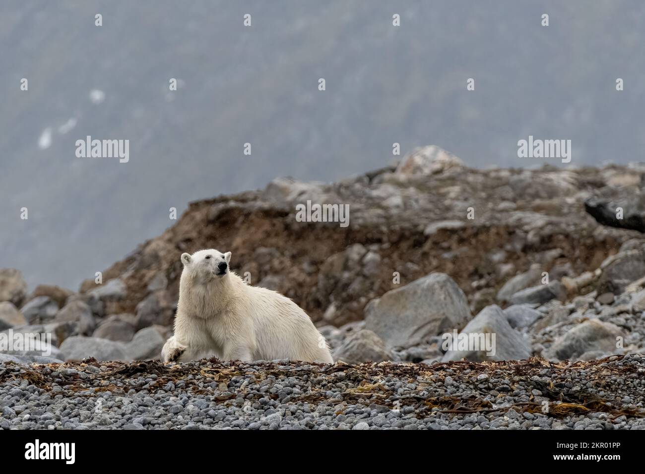 Orso polare femminile che cammina sulla spiaggia verso l'oceano, Smeerenburg, Svalbard, Regno di Norvegia Foto Stock