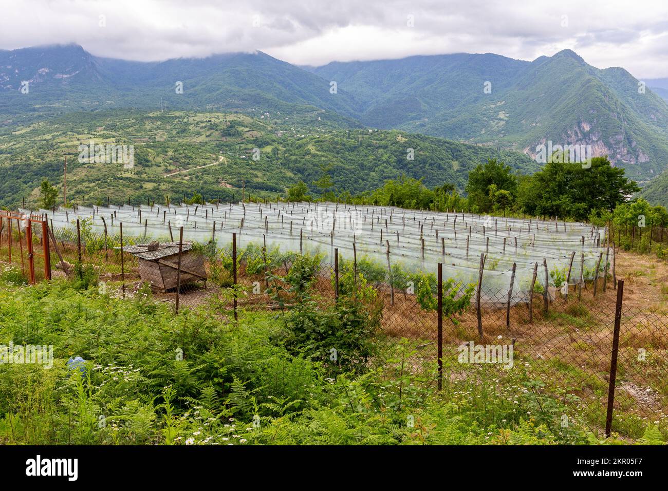 Vigneto di campagna in Georgia coperto di rete vigna protettiva, protezione da insetti, uccelli e grandine. Khvamli catena montuosa a Racha. Foto Stock