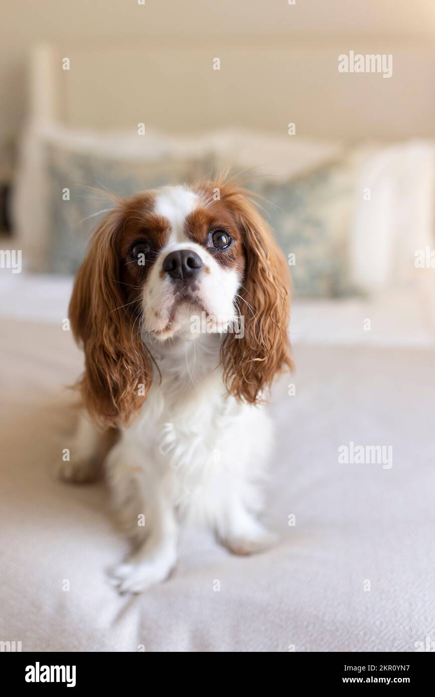 Un Cavalier re Charles Spaniel cucciolo si rilassa in una camera da letto. Foto Stock