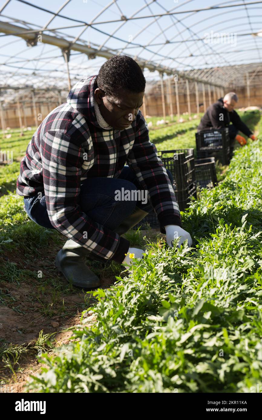 Orticulturista afro-americano che raccoglie rucola Foto Stock