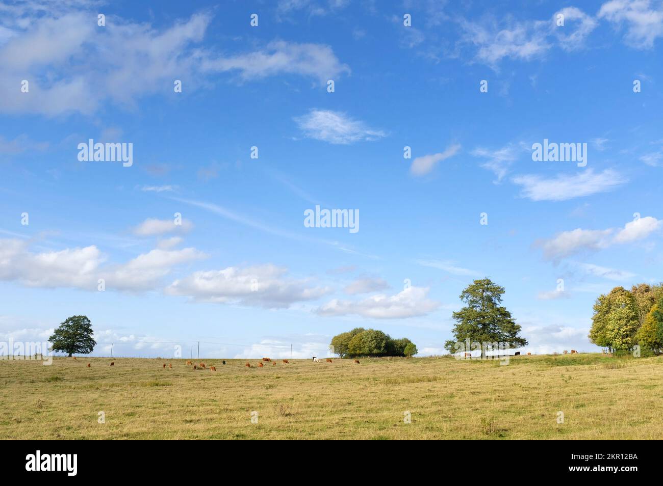 Buckinghamshire, paesaggio britannico, con mucche in un campo, cielo blu con nuvole e alberi all'orizzonte Foto Stock
