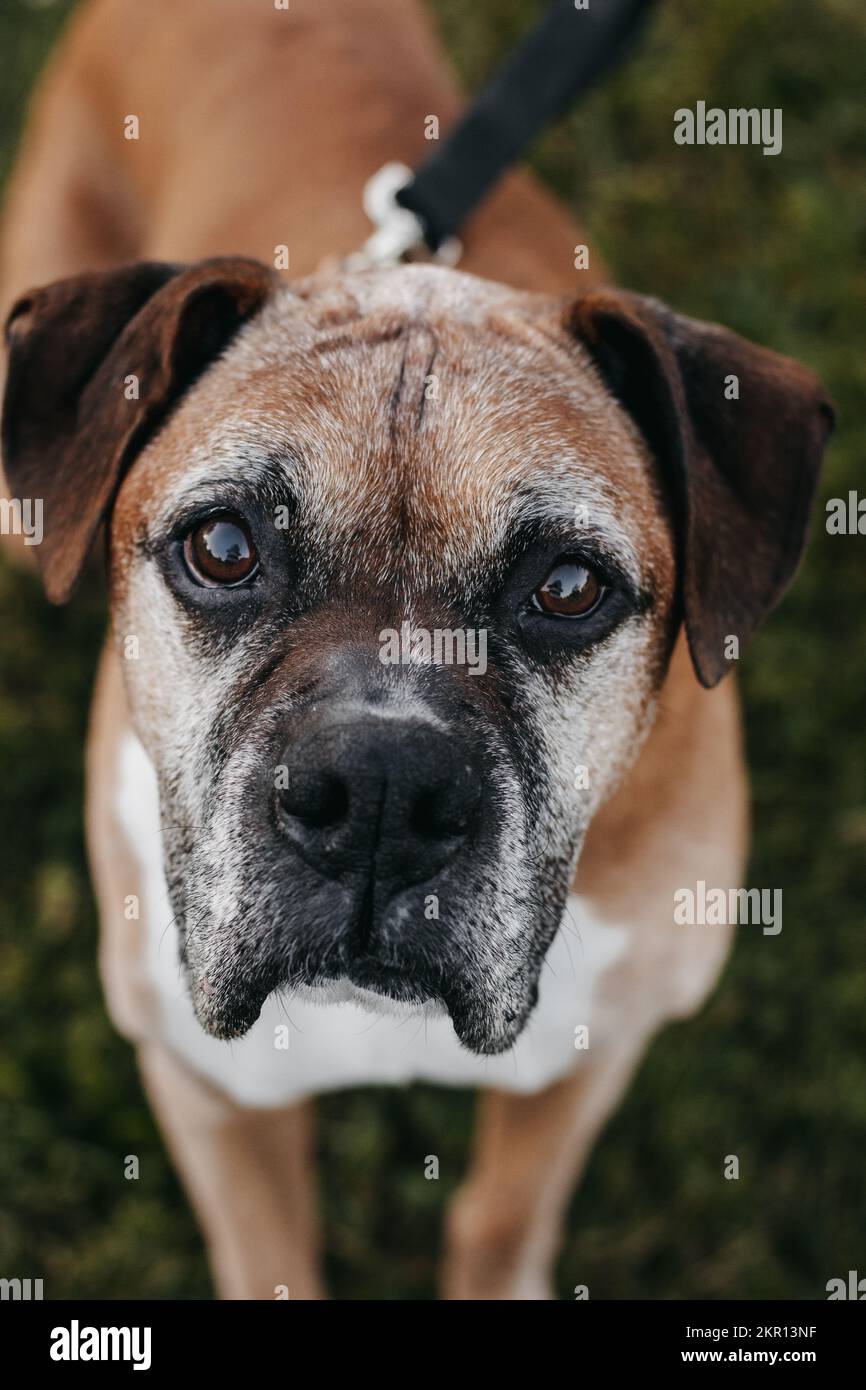 Foto della vita morta di un vecchio cane boxer marrone. Foto Stock