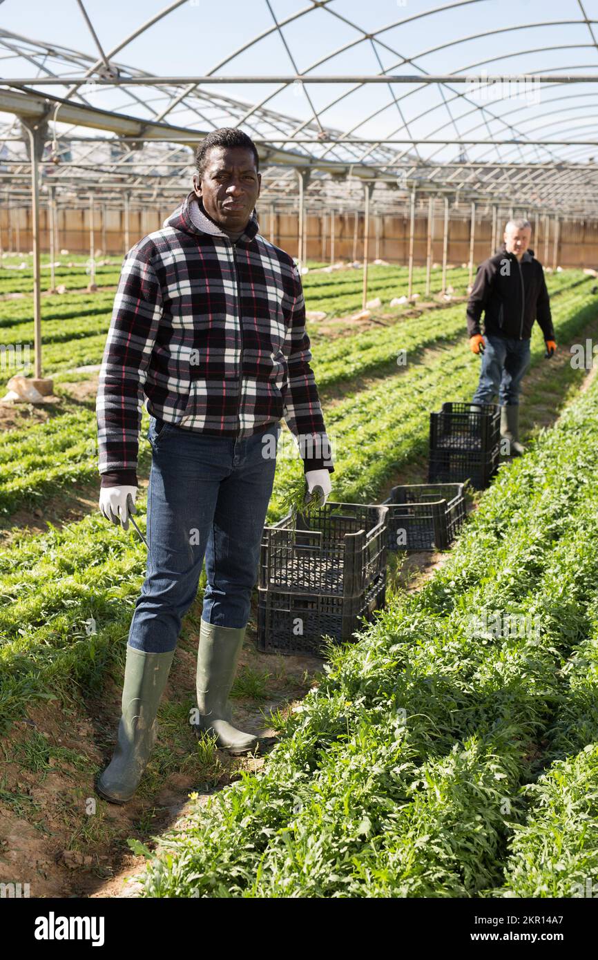 Contadino afroamericano che raccoglie rucola Foto Stock