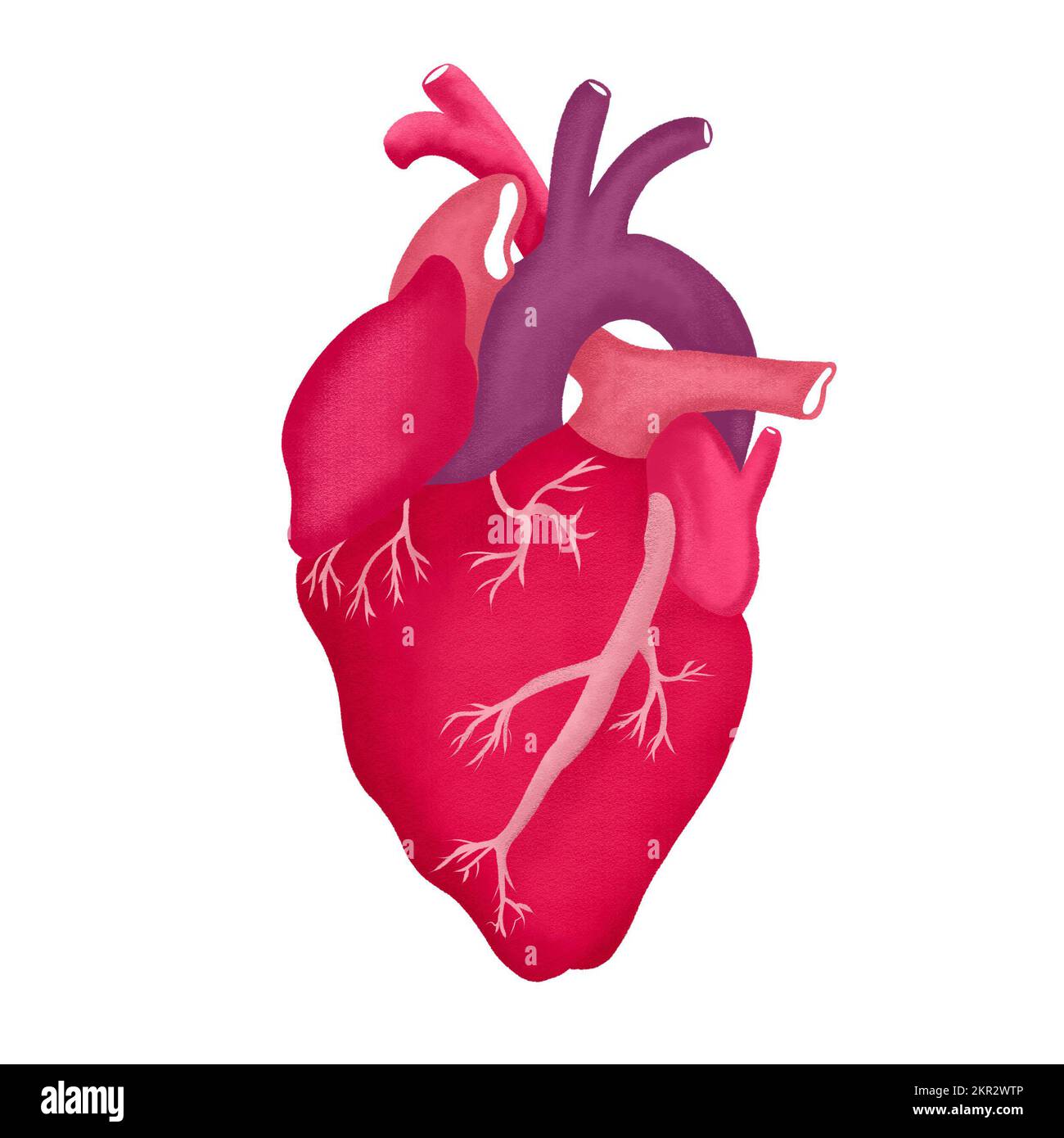 illustrazione di un cuore anatomico Foto Stock