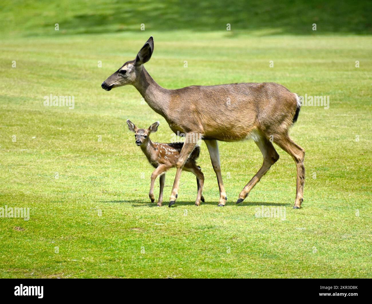 Madre Cervo con Fawn Foto Stock
