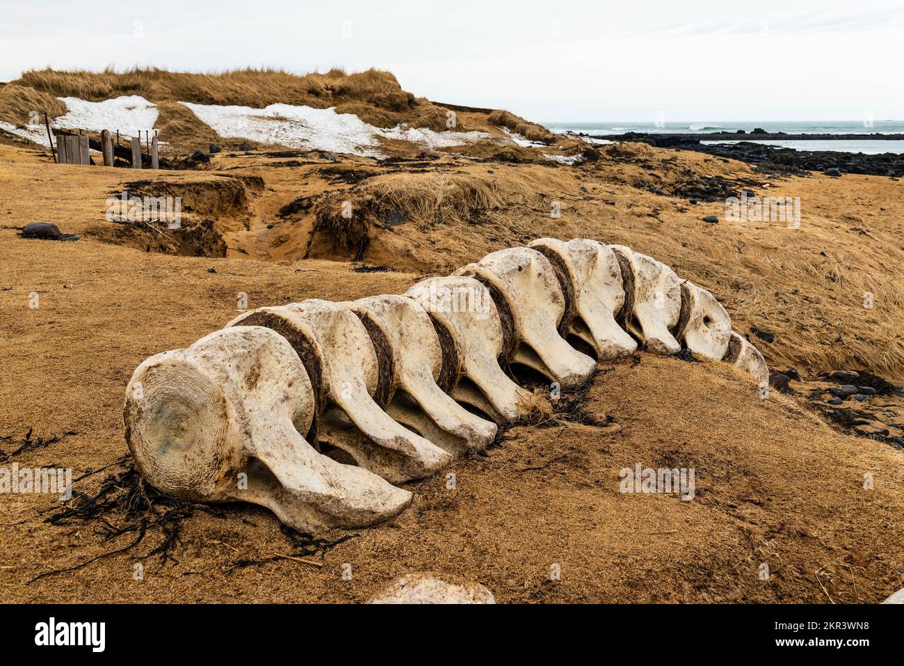 La possente spina dorsale e altri resti di una balena incagliata sulla spiaggia, sulla costa di Ytri Tunga, Snæfellsnes, Islanda Foto Stock