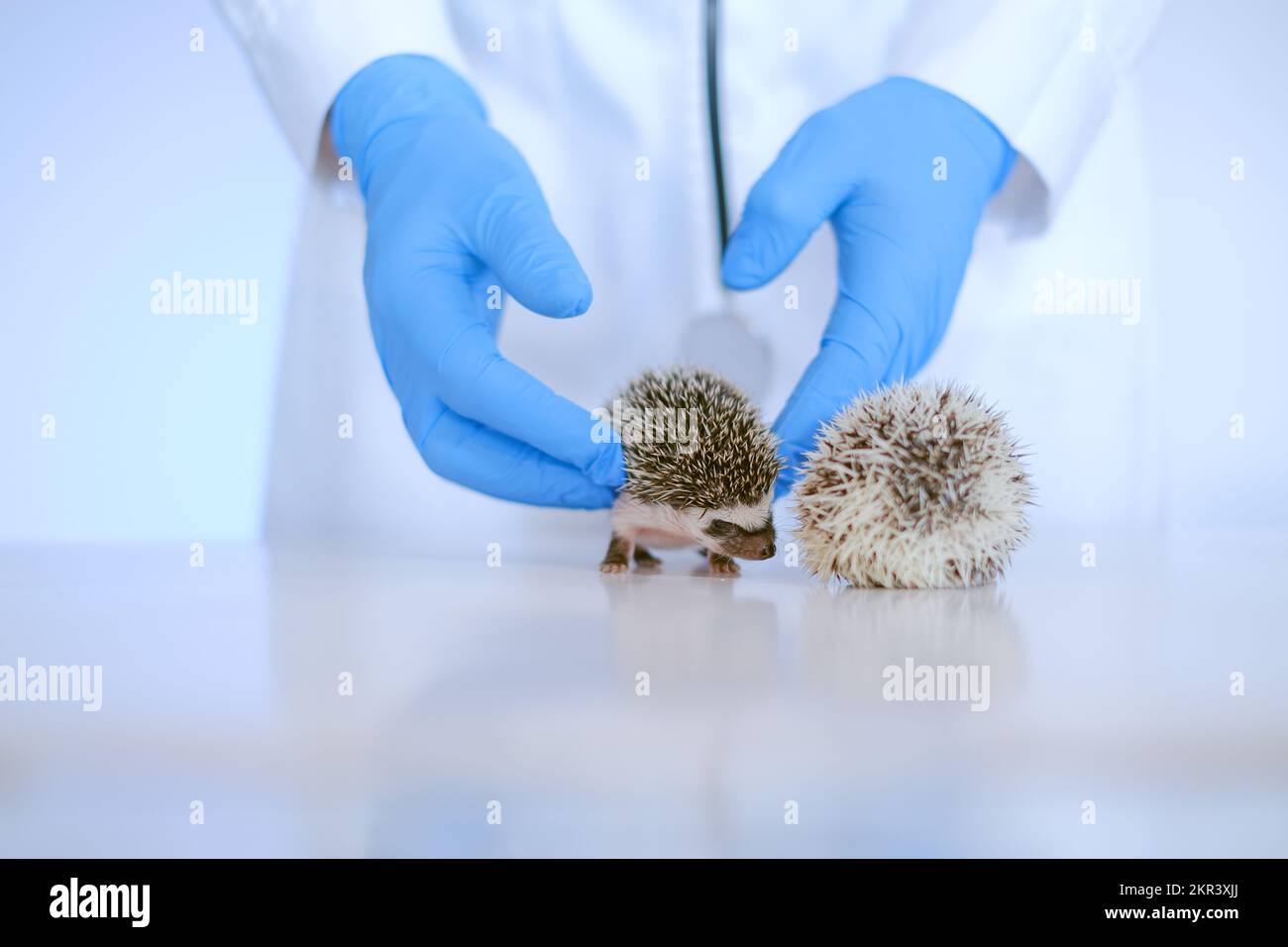 animali domestici dottore.hedgehog health.prickly nelle mani di un veterinario in guanti medici. Foto Stock