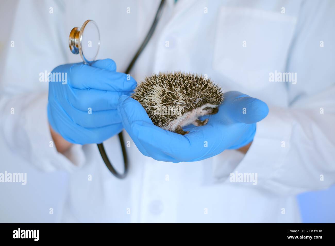 Hedgehog Health.Prickly animali domestici nelle mani di un veterinario in medico guanto.Africano pygmy hedgehogs nella mano di un medico.Medicina per animali.Vet Foto Stock