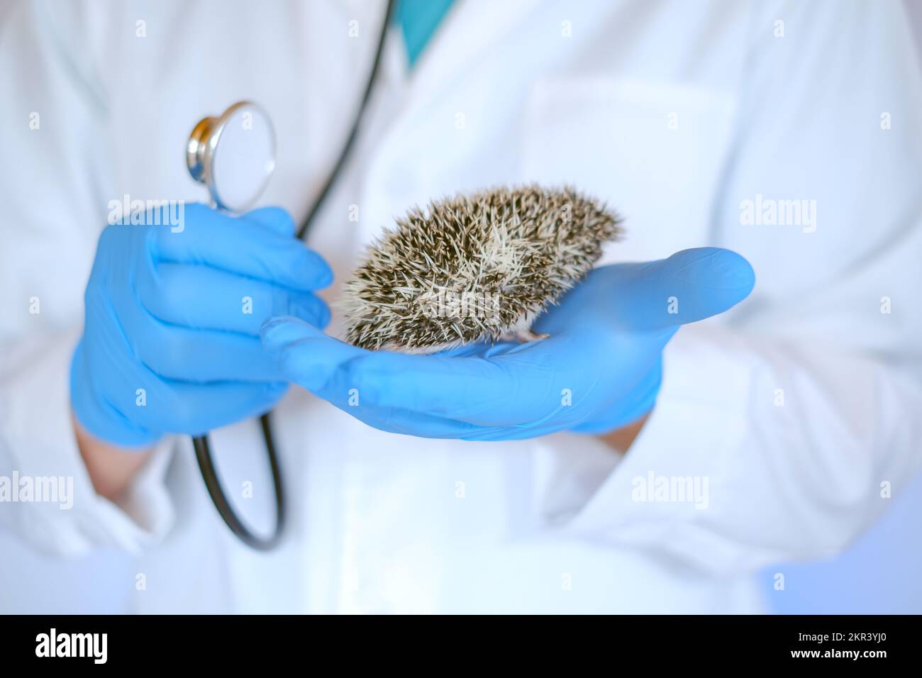 Hedgehogs dottor.hedgehog Health.Prickly animali domestici nelle mani di un veterinario in medici guanto.Africano pygmy hedgehogs in mano di un medico Foto Stock