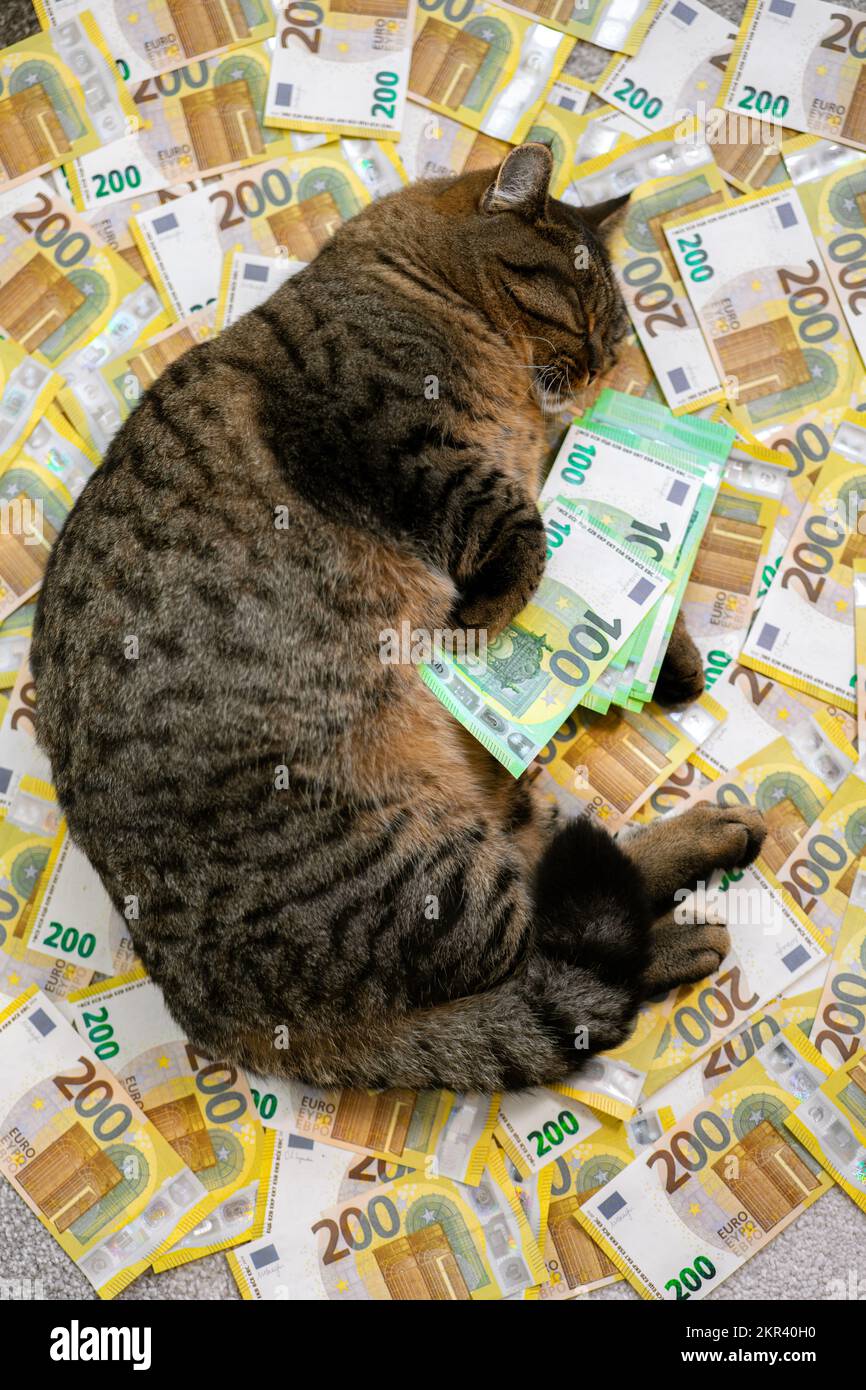 cat con un pacchetto di euro su sfondo banconote in euro.il costo di tenere un gatto in Europa.spese Cat nei paesi dell'UE. Foto Stock