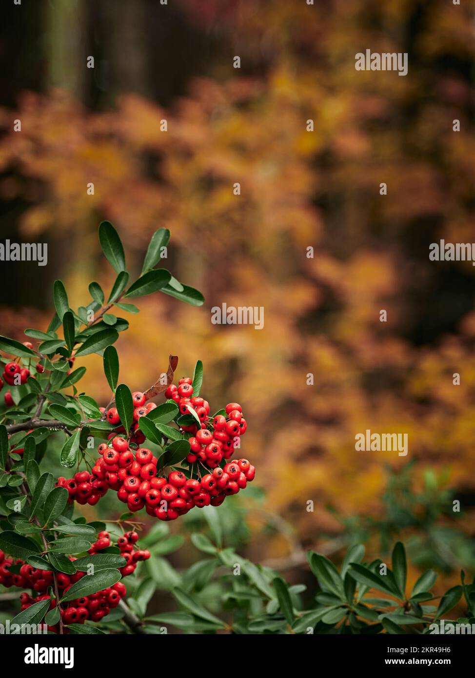 Pyracantha arbusto nel gelo con foglie di colore verde scuro e rosso  scarlatto bacche fotografato un freddo gelido inverno mattina Foto stock -  Alamy