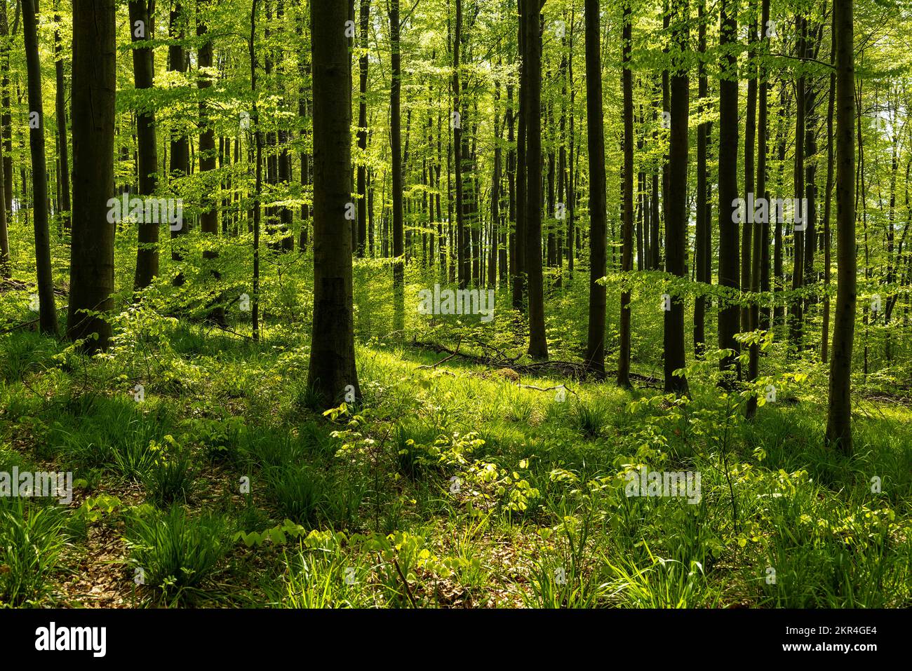 Bella luce in una foresta di faggio naturale con fogliame verde fresco in primavera, Weserbergland, Germania Foto Stock